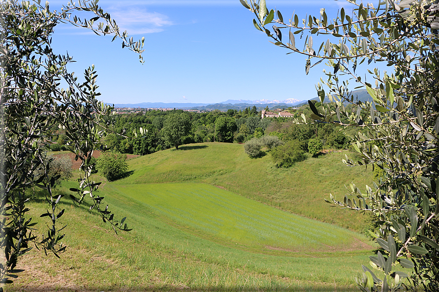 foto Colli degli Ezzelini